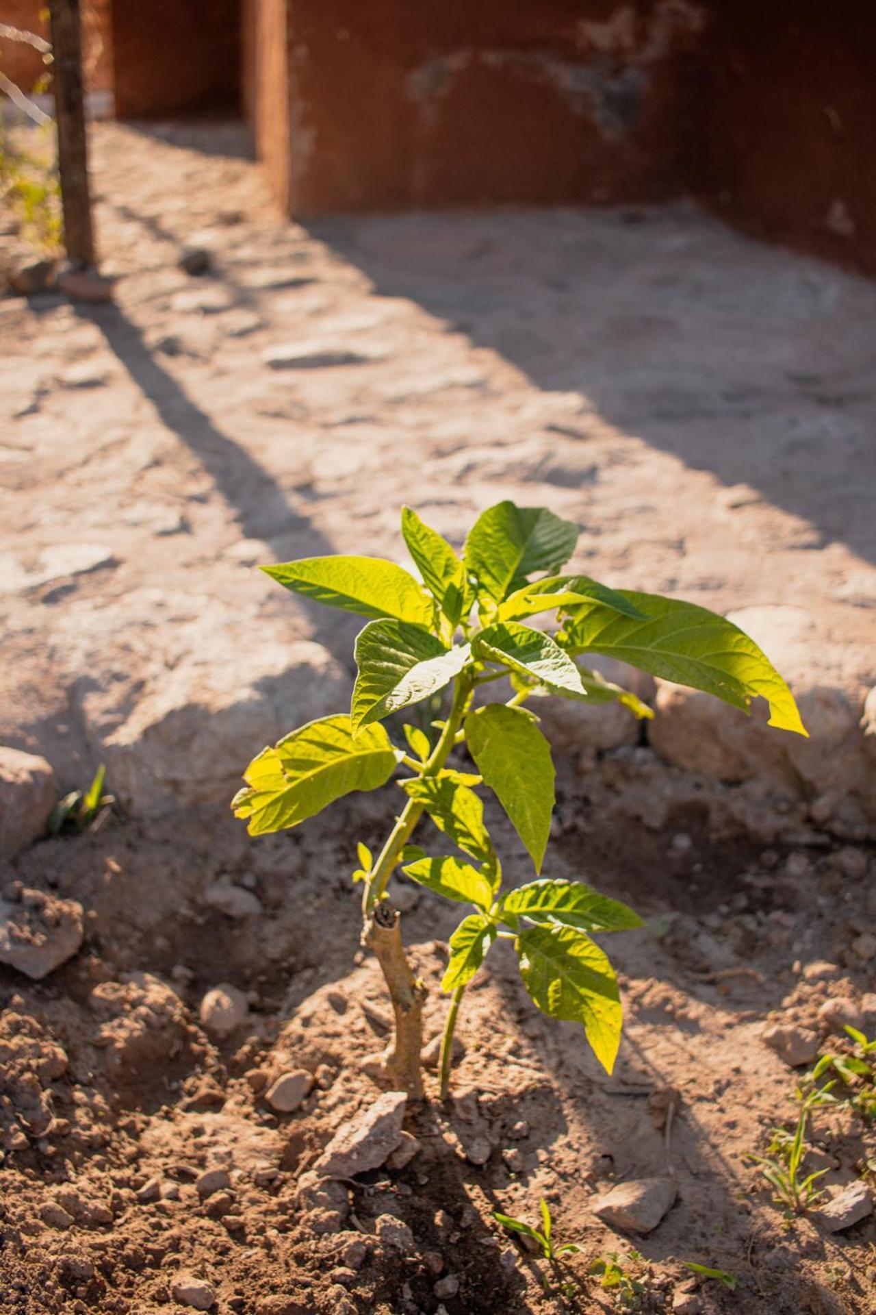 Allin Illary Eco Hospedaje Urubamba Εξωτερικό φωτογραφία