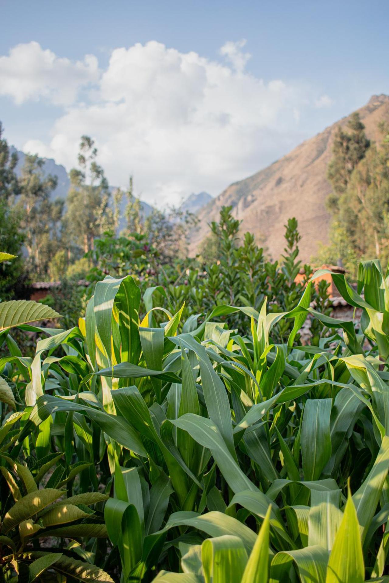 Allin Illary Eco Hospedaje Urubamba Εξωτερικό φωτογραφία