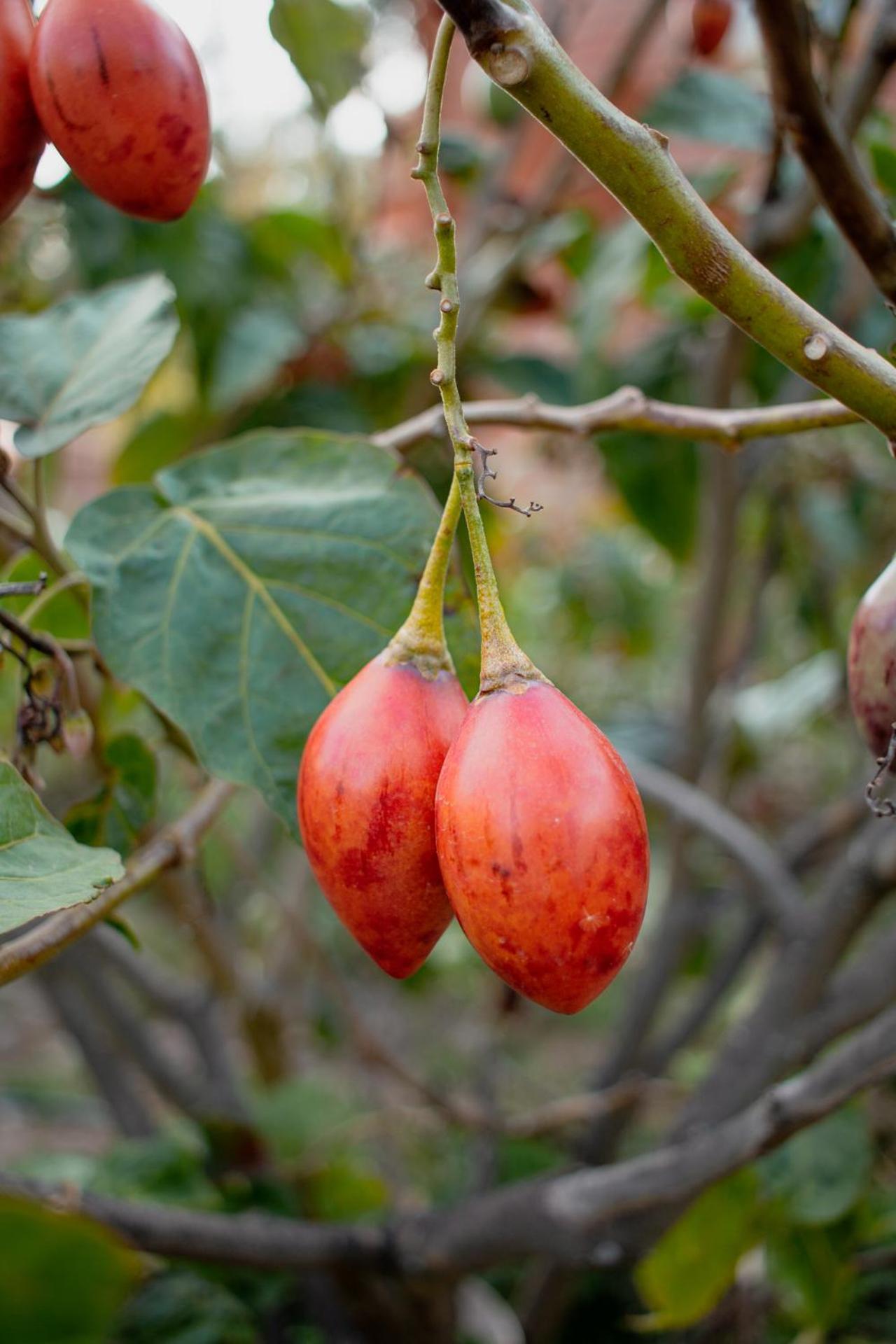Allin Illary Eco Hospedaje Urubamba Εξωτερικό φωτογραφία